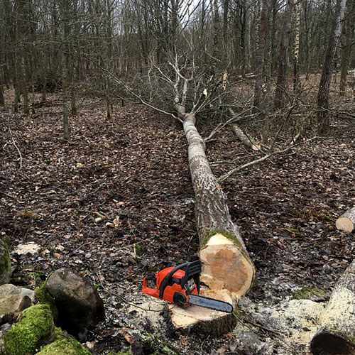 Abattage d’arbres en toute sécurité à Chambery